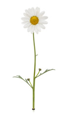 Complete daisy