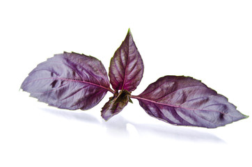 sprig of fragrant basil