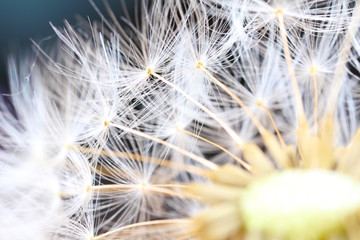 Pusteblume, Löwenzahn, Nahaufnahme © fotoknips