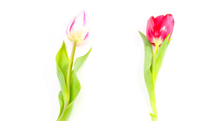Zwei Tulpen, isoliert auf weiß