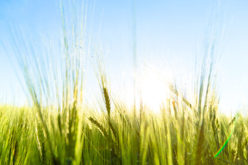 Beautiful plants in a field at sunset