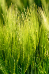 Beautiful plants in a field at sunset