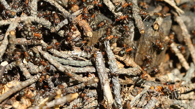 Ants colony working on the ant hill
