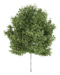 Naklejka premium silver birch tree isolated on white background