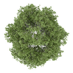 Fototapeta premium top view of silver birch tree isolated on white background