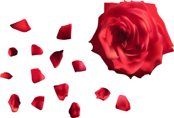single red rose flower with petals isolated on white