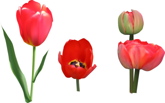 four red tulip flowers on white