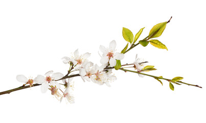 blooming spring cherry tree isolated branch
