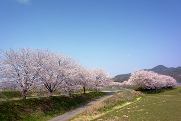 桜並木