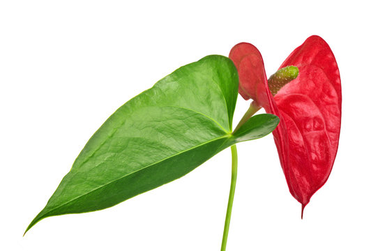 red anthurium flower and greel leaf