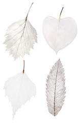 set of four light leaf skeleton isolated on white