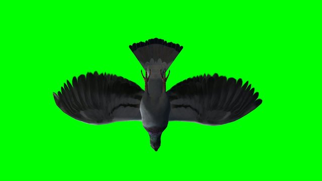 Pigeon gliding  - green screen