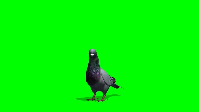 Pigeon eats - green screen
