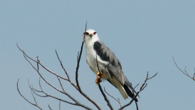 Black Shoulder Kite 04