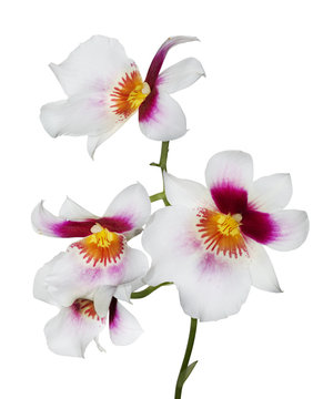 four white orchid flowers with pink and yellow center