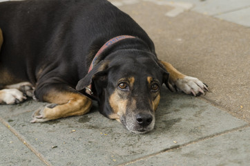 feeling of The Dog no2