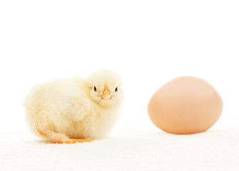 yellow chicken and egg on white background