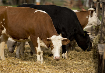 Cows on farm