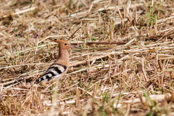 upupa © vinx83