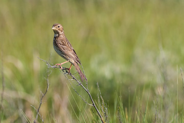Fototapeta premium Corn Bunting