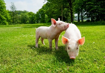 Zwei Ferkel im Park