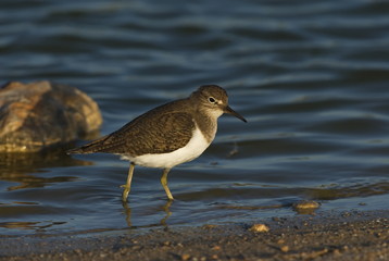 Flußuferläufer (Actitis hypoleucos)