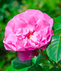 Pinkfarbene Rose