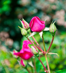 Rosenknospen