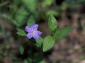 The image of beautiful nature