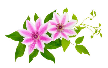Clematis isolated.