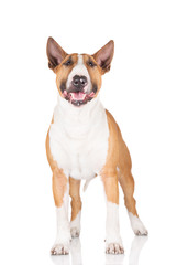 english bull terrier dog standing