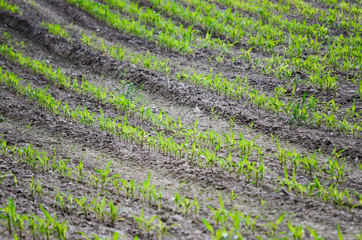 field in the spring