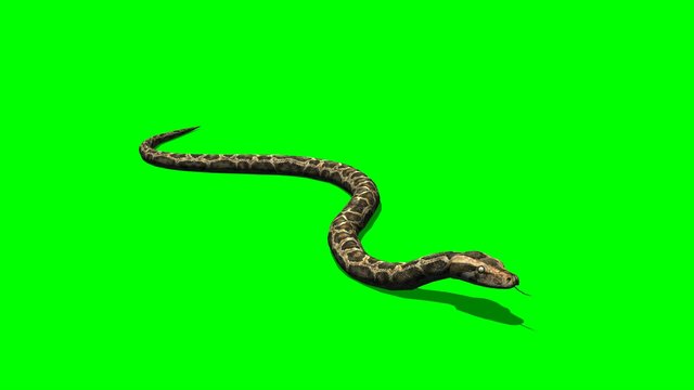 Python Snake Crawl - Green Screen
