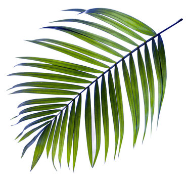 Fototapeta leaf of palm tree on white background
