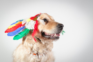 golden retriever indien