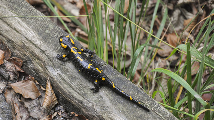 Verzascatal, Tal, Valle Verzasca, Salamander, Tessin, Schweiz