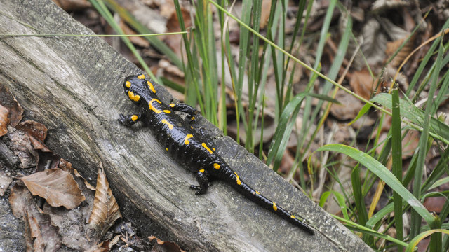 Verzascatal, Tal, Valle Verzasca, Salamander, Tessin, Schweiz