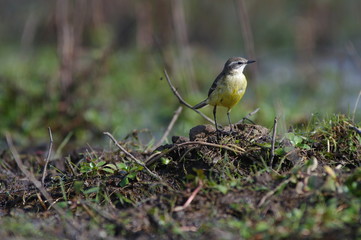 Bergeronnette printanière 3