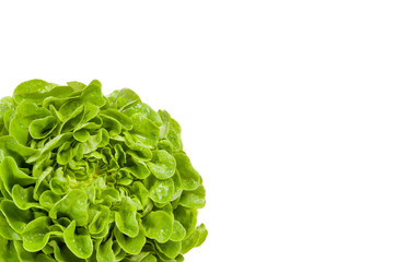 Kopfsalat angeschnitten