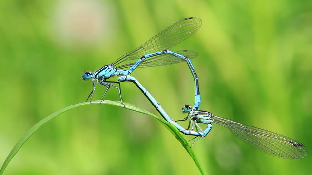 Azurjungfer - Paarungsrad