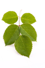 rose leaf