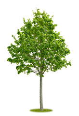 Junger freigestellter Lindenbaum im Frühling
