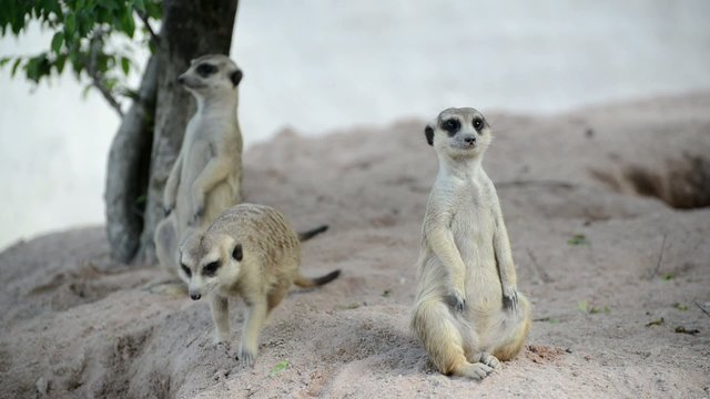 Meerkat (Suricate) family, the small animals of africa