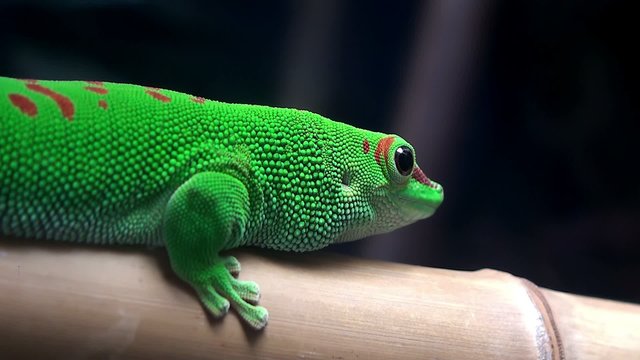 Madagascar Day Gecko (Phelsuma madagascariensis).