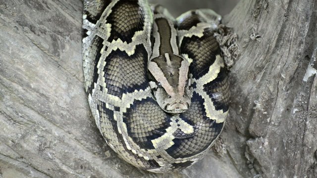 Large Python in Orchard