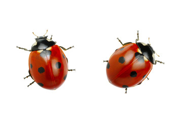 Ladybug