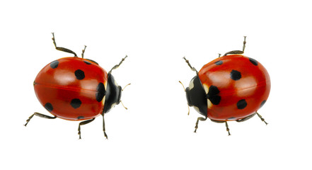 Ladybug