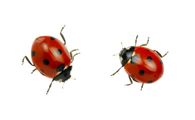Ladybug