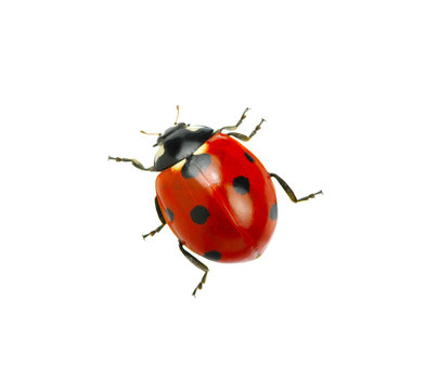 Ladybug