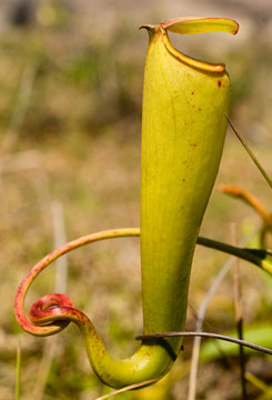 Nepenthes lowii